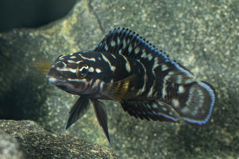 Julidochromis sp. 'transcriptus tanzania' Molwe